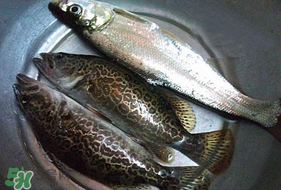 ?3月份可以釣翹嘴嗎？翹嘴幾月份好釣？