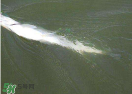 ?3月份可以釣翹嘴嗎？翹嘴幾月份好釣？