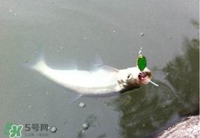 ?3月份可以釣翹嘴嗎？翹嘴幾月份好釣？