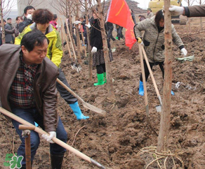 ?3月份可以種什么？?3月份可以種什么果樹(shù)？