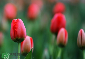 郁金香3月份還能種嗎？三月份種郁金香可以嗎？