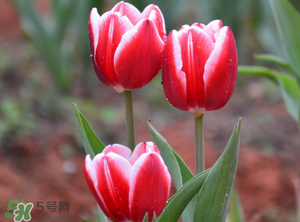 郁金香3月份還能種嗎？三月份種郁金香可以嗎？