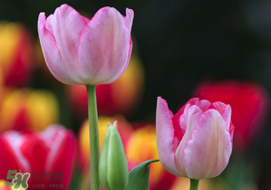 郁金香3月份還能種嗎？三月份種郁金香可以嗎？