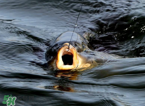 3月份釣什么魚？3月份怎么釣魚？