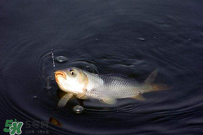 3月份釣魚(yú)用什么餌料？三月份釣魚(yú)用什么魚(yú)餌？