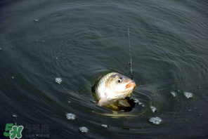 3月份釣魚(yú)用什么餌料？三月份釣魚(yú)用什么魚(yú)餌？