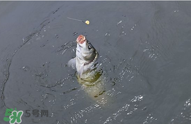三月份釣鯉魚好釣嗎？3月份釣鯉魚用什么好？