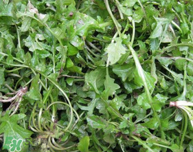 薺菜葉子黃了能吃嗎？薺菜發(fā)黃能吃嗎？