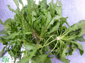 薺菜葉子黃了能吃嗎？薺菜發(fā)黃能吃嗎？