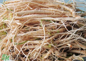 薺菜根怎么吃？薺菜根的吃法