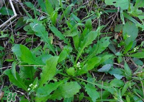 薺菜根怎么吃？薺菜根的吃法