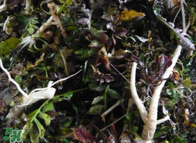 薺菜根怎么吃？薺菜根的吃法