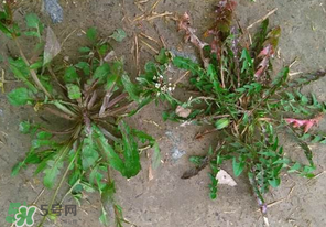 野生薺菜長什么樣？野生薺菜怎么識別？