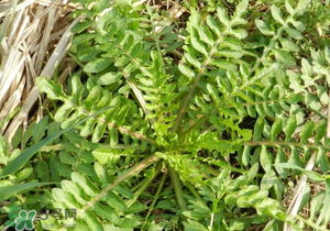 野生薺菜長什么樣？野生薺菜怎么識別？