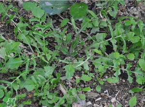 野生薺菜長什么樣？野生薺菜怎么識別？