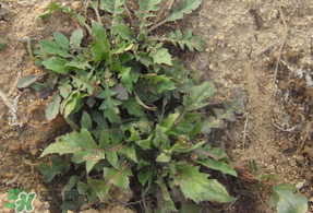 薺菜多少錢一斤？野生薺菜多少錢一斤？