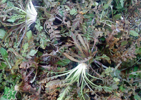 腎結(jié)石能吃薺菜嗎？腎結(jié)石可以吃薺菜嗎？