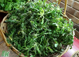 腎結(jié)石能吃薺菜嗎？腎結(jié)石可以吃薺菜嗎？