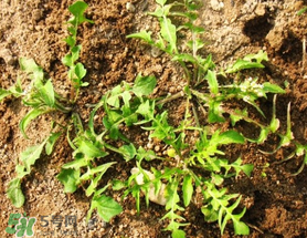 腎結(jié)石能吃薺菜嗎？腎結(jié)石可以吃薺菜嗎？