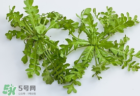 薺菜有蟲子嗎？薺菜根有蟲子嗎？