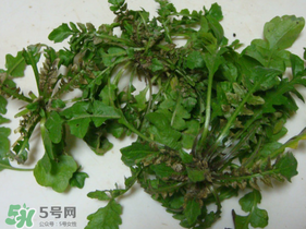 薺菜有蟲子嗎？薺菜根有蟲子嗎？