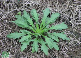 薺菜有蟲子嗎？薺菜根有蟲子嗎？