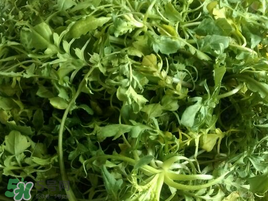 薺菜怎么保存？薺菜可以曬干存放嗎？