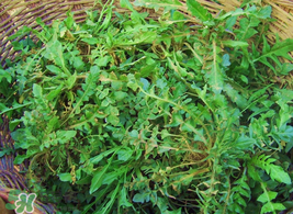 薺菜怎么保存？薺菜可以曬干存放嗎？