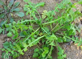 薺菜怎么保鮮？新鮮薺菜如何保鮮？