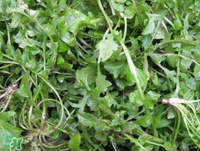 薺菜怎么保鮮？新鮮薺菜如何保鮮？