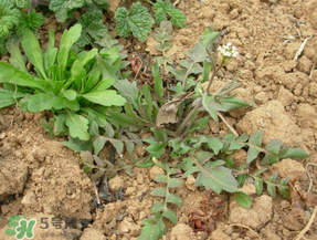 薺菜什么季節(jié)有？薺菜什么時(shí)候上市？