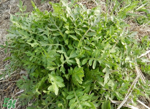 薺菜什么季節(jié)有？薺菜什么時(shí)候上市？