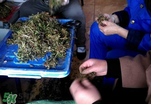 薺菜什么季節(jié)有？薺菜什么時(shí)候上市？