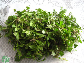 薺菜什么時(shí)候播種？薺菜什么時(shí)候挖？