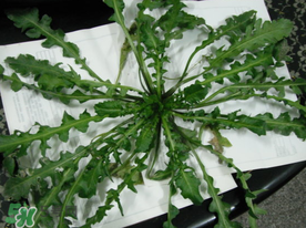 薺菜什么時(shí)候播種？薺菜什么時(shí)候挖？