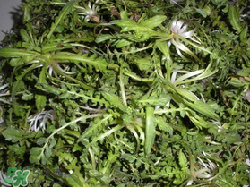 薺菜什么時(shí)候播種？薺菜什么時(shí)候挖？