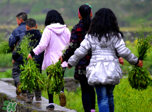 芥菜什么人不能吃？薺菜適合什么人吃？