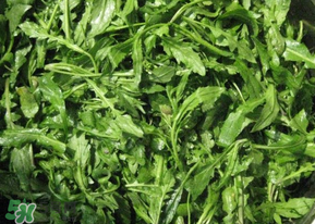 芥菜什么人不能吃？薺菜適合什么人吃？