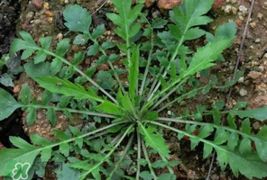 哺乳期能吃薺菜嗎？哺乳期吃薺菜會(huì)回奶嗎？