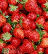 春天吃什么水果最好 春天適合吃什么水果