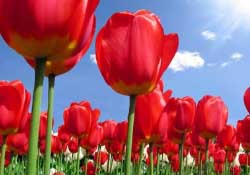 郁金香3月份還能種嗎？三月份種郁金香可以嗎？