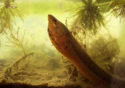 三月份可以釣黃鱔嗎？幾月可以釣黃鱔？