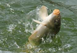 3月份釣什么魚？3月份怎么釣魚？