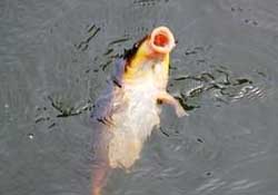 三月份釣鯉魚好釣嗎？3月份釣鯉魚用什么好？