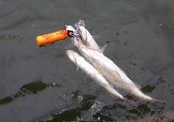 ?3月份可以釣翹嘴嗎？翹嘴幾月份好釣？