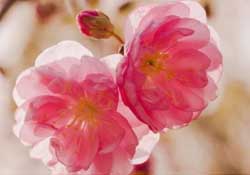 四月份還有櫻花嗎？四月份哪里有櫻花？