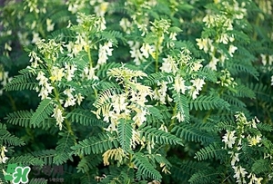 黃芪泡水喝的功效與副作用？黃芪有什么作用？