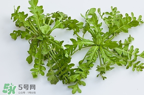 薺菜是什么菜？薺菜是什么野菜？