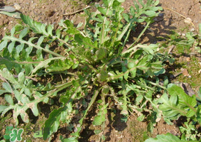 薺菜是什么菜？薺菜是什么野菜？