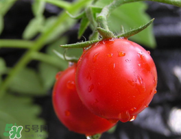 薺菜可以和西紅柿一起吃嗎？薺菜和西紅柿一起吃好嗎？